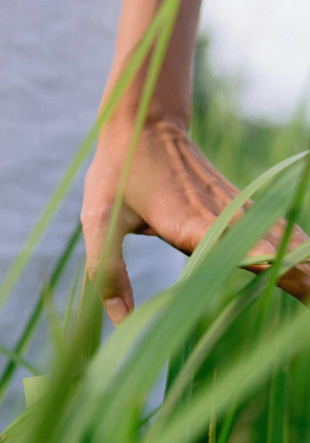 Soft natural light filtering through grass